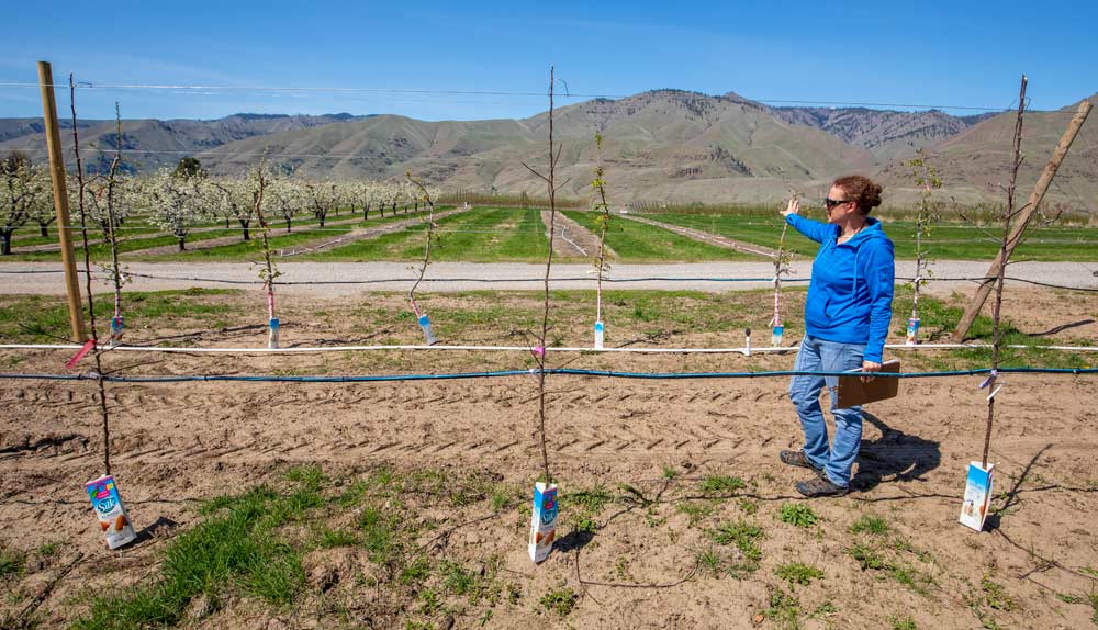 Evans points out cultivars in various stages of development at the Columbia View research orchard near Wenatchee. The row of trees to her right are kept as "mother" trees for new crosses, while the buds to her left are younger trees starting Phase 1. "Every year we plant trees, but every year we take out trees, as well," she said. (TJ Mullinax/Good Fruit Grower)