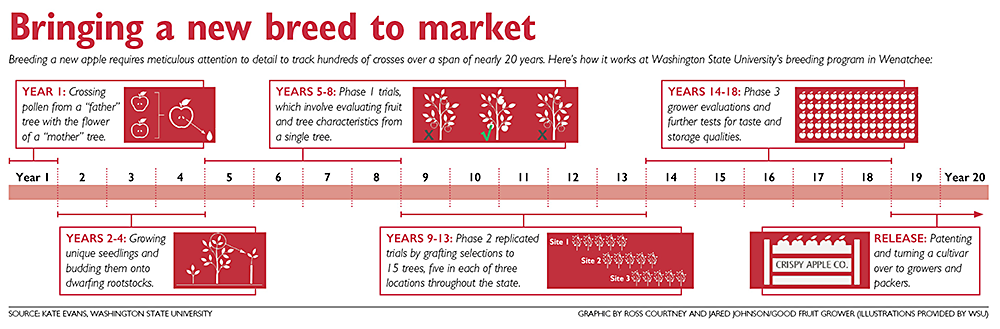 Bringing a new breed to market: Breeding a new apple requires meticulous attention to detail to track hundreds of crosses over a span of nearly 20 years. Here’s how it works at Washington State University’s breeding program in Wenatchee. (Source: Kate Evans, Washington State University. graphic by Ross Courtney and Jared Johnson/Good Fruit Grower with illustrations provided by WSU)