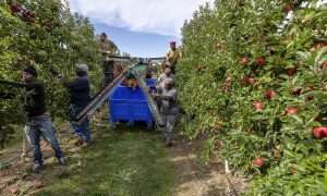 Brookdale Fruit Farm employees harvest Foxtrot Gala in September 2025. The New Hampshire orchard uses an autonomous Revo Piuma platform. Six workers, two on the machine and four on the ground, pick the apples by hand and place them on the conveyor belts, which fill the bin below. Compared to ladders, the platform speeds picking and reduces fruit bruising, grower Trevor Hardy said. (TJ Mullinax/Good Fruit Grower)