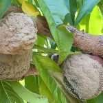 Disease decisions for stone fruit brownRot-2626-1-feat