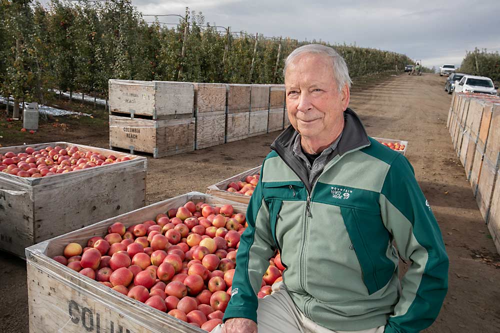 “Do we have an oversupply problem or an underconsumption problem? Maybe both. That’s why it’s all the more imperative that you remove the blocks that have no hope.” —Bruce Allen, Good Fruit Grower of the Year in 1997, during his last Koru apple harvest this fall in Naches Heights, Washington. It’s a great-tasting apple, he said, but he plans to graft the block to a variety with more market demand, such as Honeycrisp or WA 38, next year. (TJ Mullinax/Good Fruit Grower)