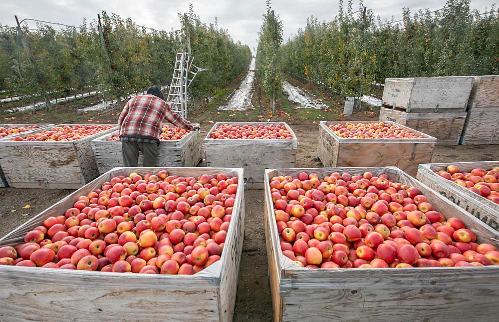 The last Koru apple harvest for Columbia Reach in Naches Heights, Washington, in October. Grower Bruce Allen said they are really good apples that never found their momentum with retailers. “The sooner we quit farming them, the better,” he said of the block, which will be grafted over this year. (TJ Mullinax/Good Fruit Grower)