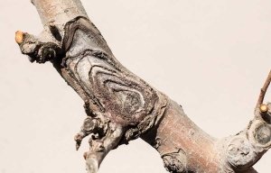 An example of a bulls-eye rot canker. (TJ Mullinax/Good Fruit Grower)