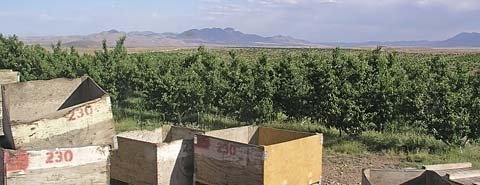 Orchards contrast with desert in the Casas Grandes area of Chihuahua.