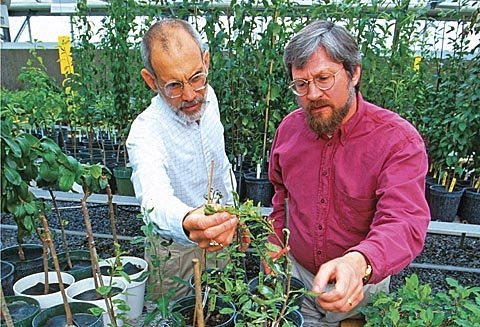Pear breeder Richard Bell (right) and horticulturist Ralph Scorza are pictured in 1999 while researching the effects of dwarfing genes on the growth of Bosc pears. 