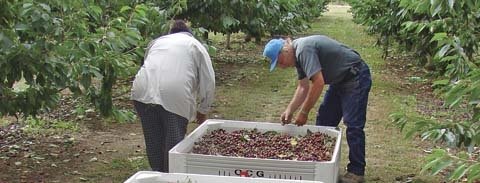 Regina cherries are harvested at Don Nusom's orchard at Gervais, Oregon.