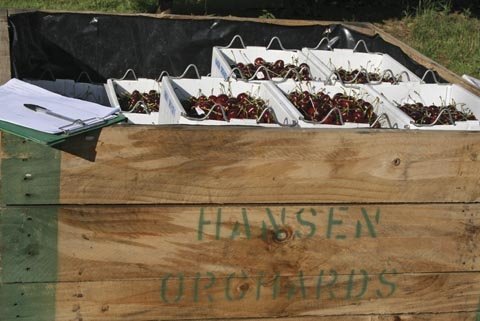 Jade Wisniewski stacks lugs of Sweetheart cherries in a bin at Howard Hansen's orchard. The planting is covered by a hail net.