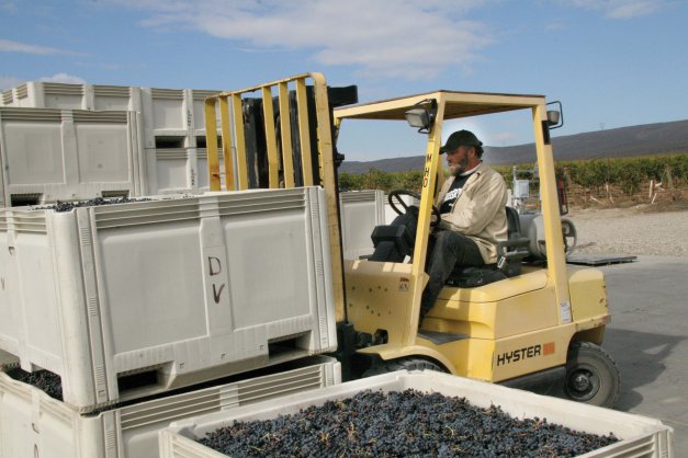 Tedd Wildman is busy loading grapes during harvest.