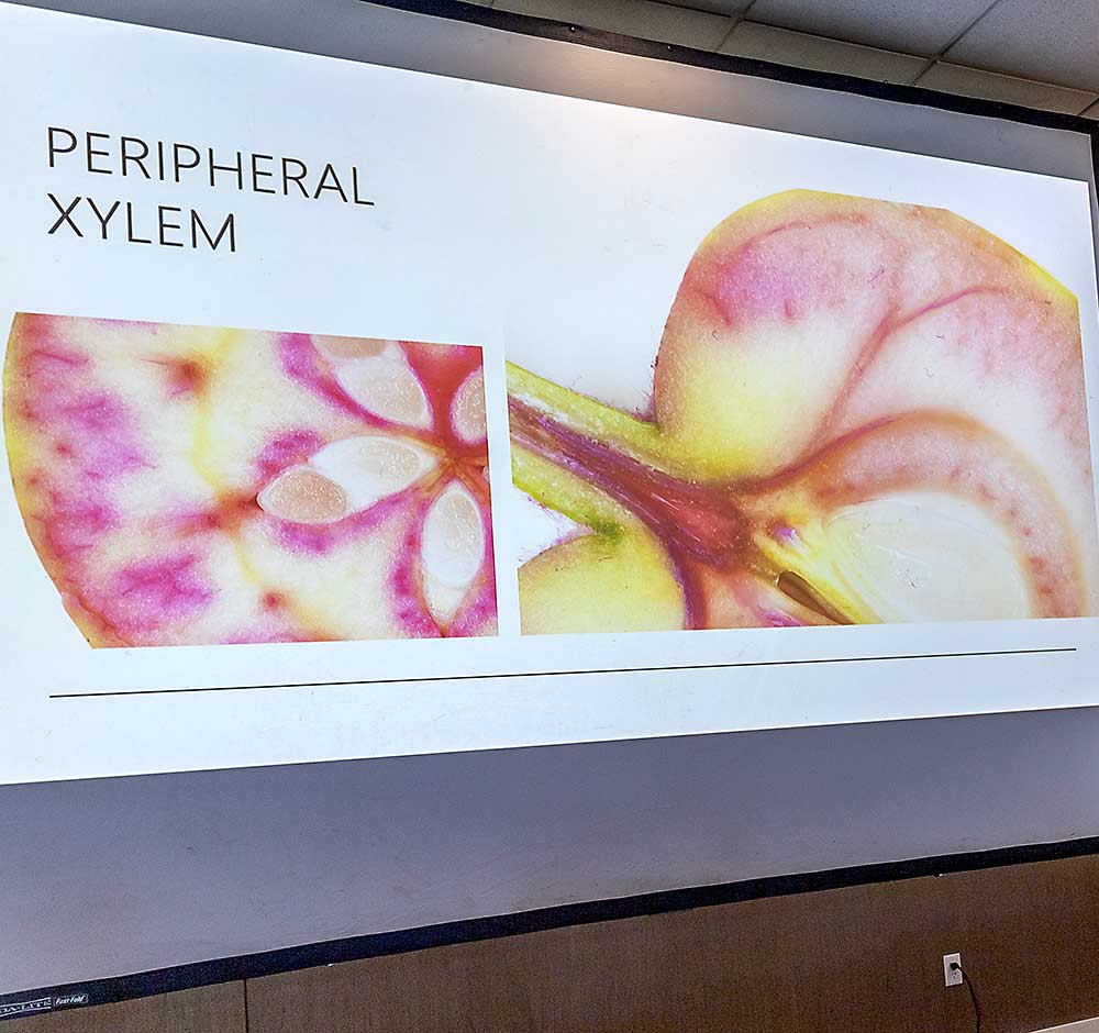 Michigan State University doctoral student Chayce Griffith discusses the movement of calcium through apple xylem during the university’s CA Clinic in Muskegon, Michigan, in July. When xylem vessels break down, they stop delivering calcium where it’s needed, leading to bitter pit. (Matt Milkovich/Good Fruit Grower)