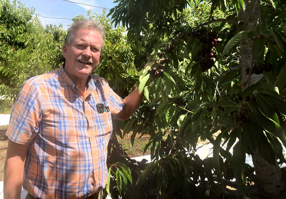 Cherries largely survived weather woes at Murray Family Farms east of Bakersfield, California, thanks to their higher elevation, but owner Steve Murray said his stone fruit didn’t fair as well. (Photo by Steve Pastis)