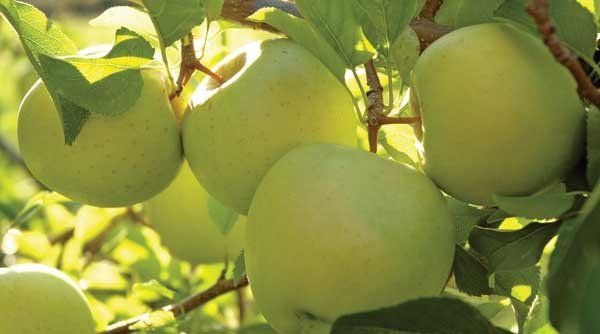 Golden Delicious plantings have dropped to their lowest level in 25 years.