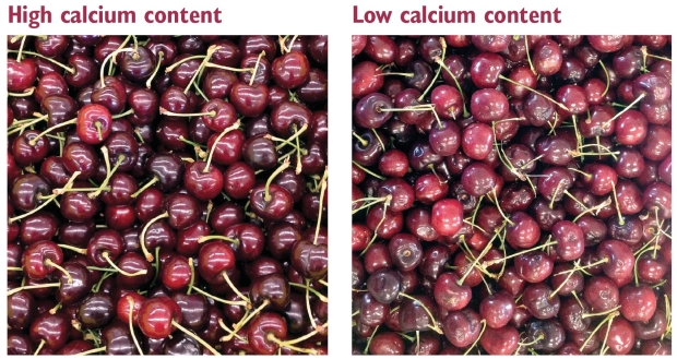 Skeena cherries after three weeks of storage on the left are from an orchard with high tissue calcium content of about 600 ppm. Cherries on the right are from an orchard with low tissue calcium content of 400 ppm after three weeks of cold storage. (Courtesy Yan Wang)