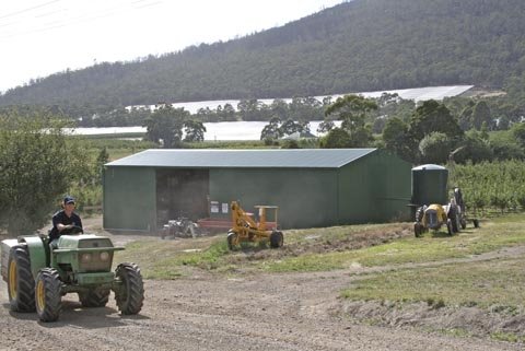 Many cherry growers in Tasmania protect their orchards with hail nets and rain covers.