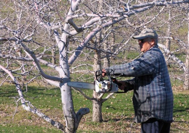 Robert Stearns of Kelowna is cutting his apple trees because he can't afford to replant them.