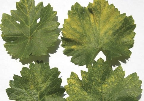 Classic symptoms of fan leaf virus on Pinot Noir include yellowing leaf discoloration.