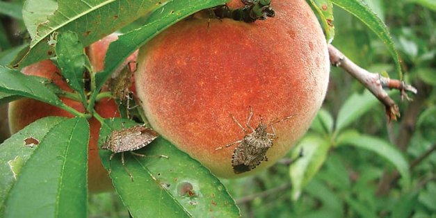 Adult brown marmorated stinkbugs feed on ripe peaches, a preferred fruit. 