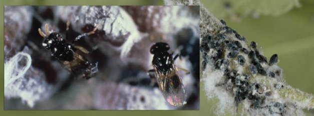 LEFT: Above left: Adult A. mali are affected by most of the tested reduced-risk pesticides.  RIGHT: The parasitic wasp Aphelinus mali attacks woolly apple aphids and leaves black, swollen aphid mummies behind.