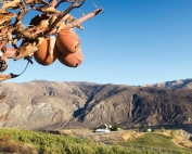 One of about 6,000 trees lost to fire by Reggie Collins, chief executive officer of Chelan Fruit. His orchards overlook the Columbia River outside of Chelan, Washington. (TJ Mullinax/Good Fruit Grower)