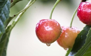FILE PHOTO: Cherry orchards wet from rain. (TJ Mullinax/Good Fruit Grower)