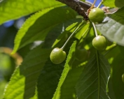 Young cherries near Granger, Washington on April 28, 2016. (TJ Mullinax/Good Fruit Grower)