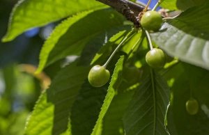Young cherries near Granger, Washington on April 28, 2016. (TJ Mullinax/Good Fruit Grower)