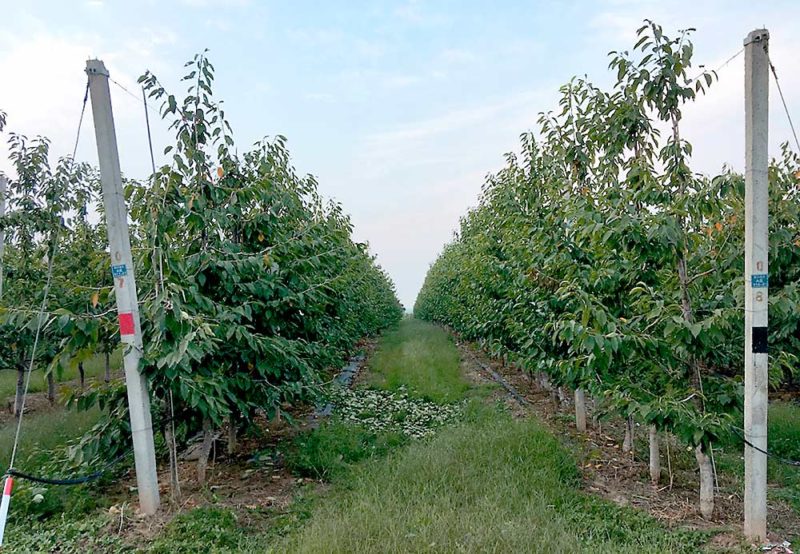 Chinese cherries a growing industry – Good Fruit Grower