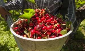 Cherry harvest in Prosser, Washington in 2014. (TJ Mullinax/Good Fruit Grower)