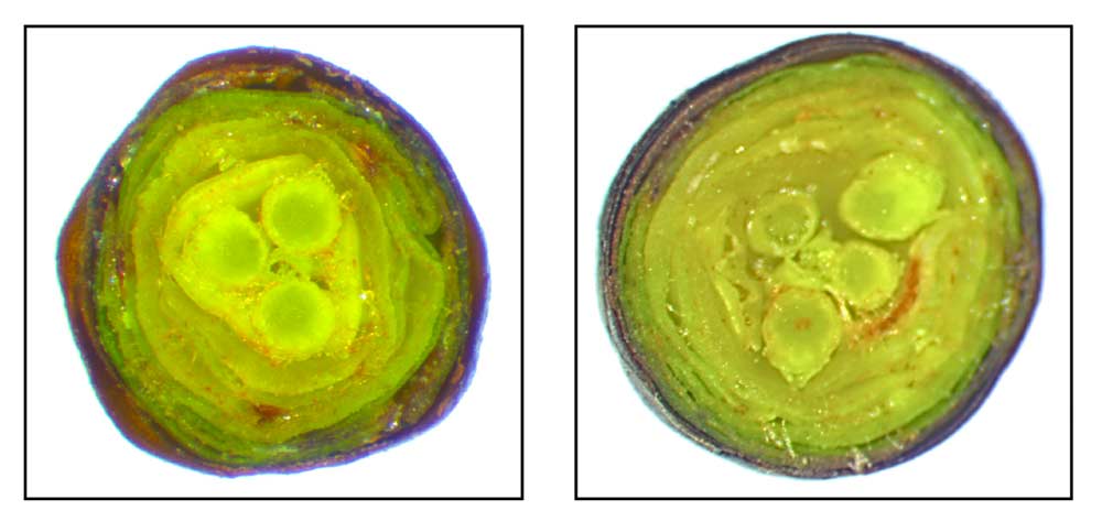 A cross section of the cherry bud during the winter shows the developing flowers. The bud on the left has three and the bud on the right has four. Cutting buds to see how many flowers they are preparing to set can guide smarter pruning and better crop load management, said horticulturist Lynn Long.  <b>(Courtesy Lynn Long)</b>