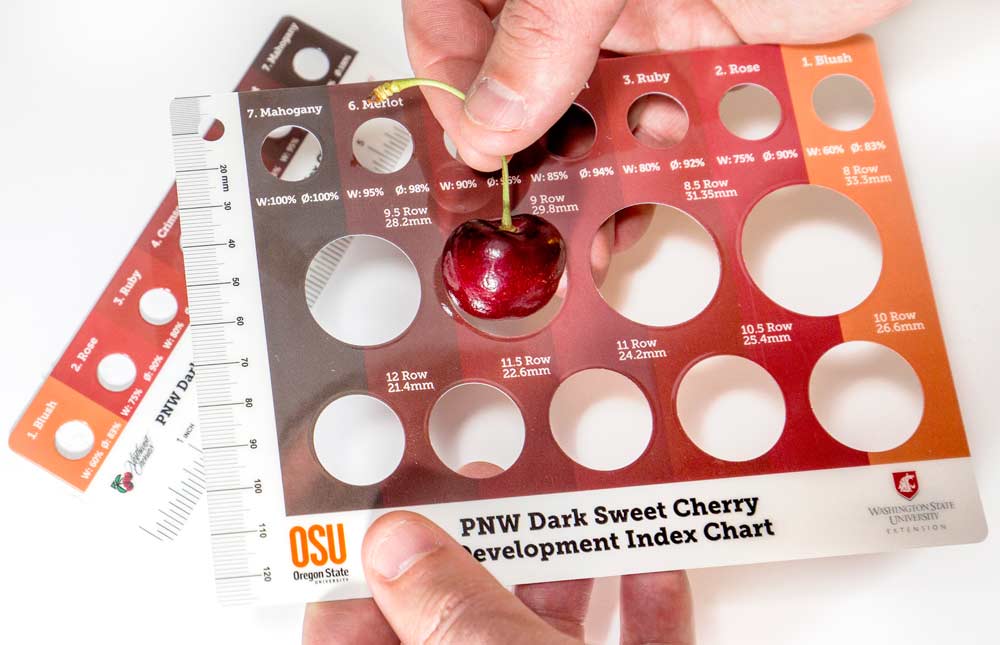 The Pacific Northwest dark sweet cherry index chart card with a Bing cherry in Yakima Washington on June 13, 2017. (TJ Mullinax/Good Fruit Grower)