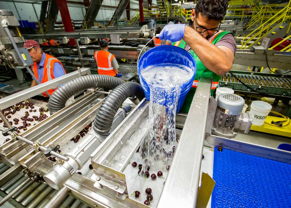 Gaurav Dhumal, Washington State University, adds a solution of water and Gum Acacia Senegal to a Skeena processing line in Naches, Washington, on July 21, 2017, during the third year of research trials by the university to reduce cracking in fresh market cherries. The solution is an edible coating the cherries are drenched in, then they are immediately dried by a custom air-blast fan (hoses on the left of the photo) before the cherries are packed for shipment. (TJ Mullinax/Good Fruit Grower)