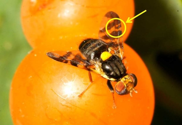 The pattern on the wing of the European cherry fruit fly, Rhagoletis cerasi, can be used to distinguish it from native fruit flies. (Courtesy Steve Paiero, University of Guelph)