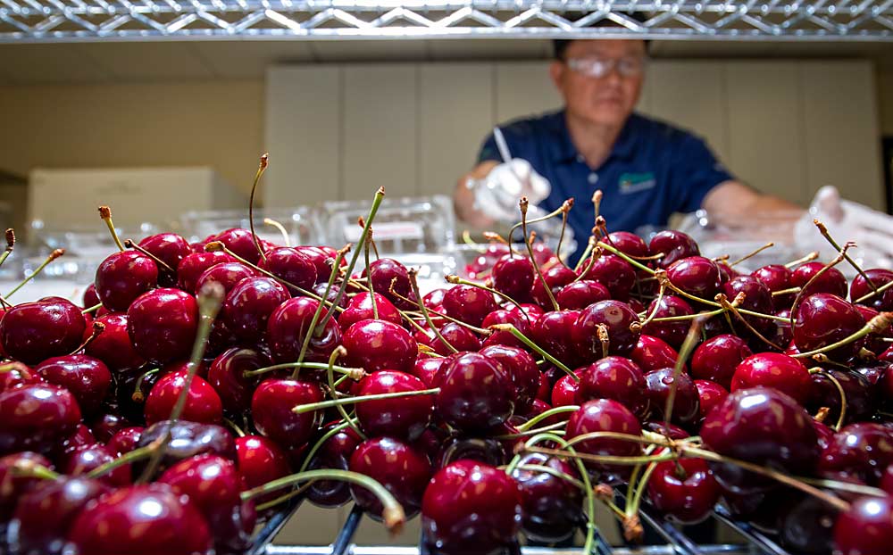 Freshly treated with natamycin, cherries await further trials at the Pace International laboratory in Wapato, Washington, in 2016. Pace postharvest director Richard Kim said the product was used successfully in commercial trials with several California packers last year and should be available for use in Washington this year. (TJ Mullinax/Good Fruit Grower)