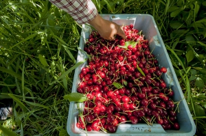 Jose Gurrola pulls leaves from cherries he harvested in Prosser, Washington, during a record-breaking 2014 Northwest crop. (TJ Mullinax/Good Fruit Grower)