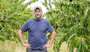 Ian Chandler, president of the Oregon Sweet Cherry Commission, in a Bing cherry block he leases in The Dalles, Oregon. (TJ Mullinax/Good Fruit Grower)