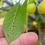 In a spot with cherry leaf spot cherryLeafSpot0731-2-feat