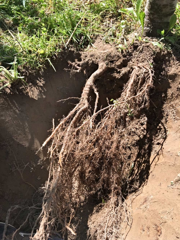 A healthy root system is key to ensuring that your trees can absorb the nutrients you are applying, according to Bernadita Sallato, orchard manager for Washington State University’s Cherry Breeding Program.<b>(Courtesy Bernardita Sallato)</b>
