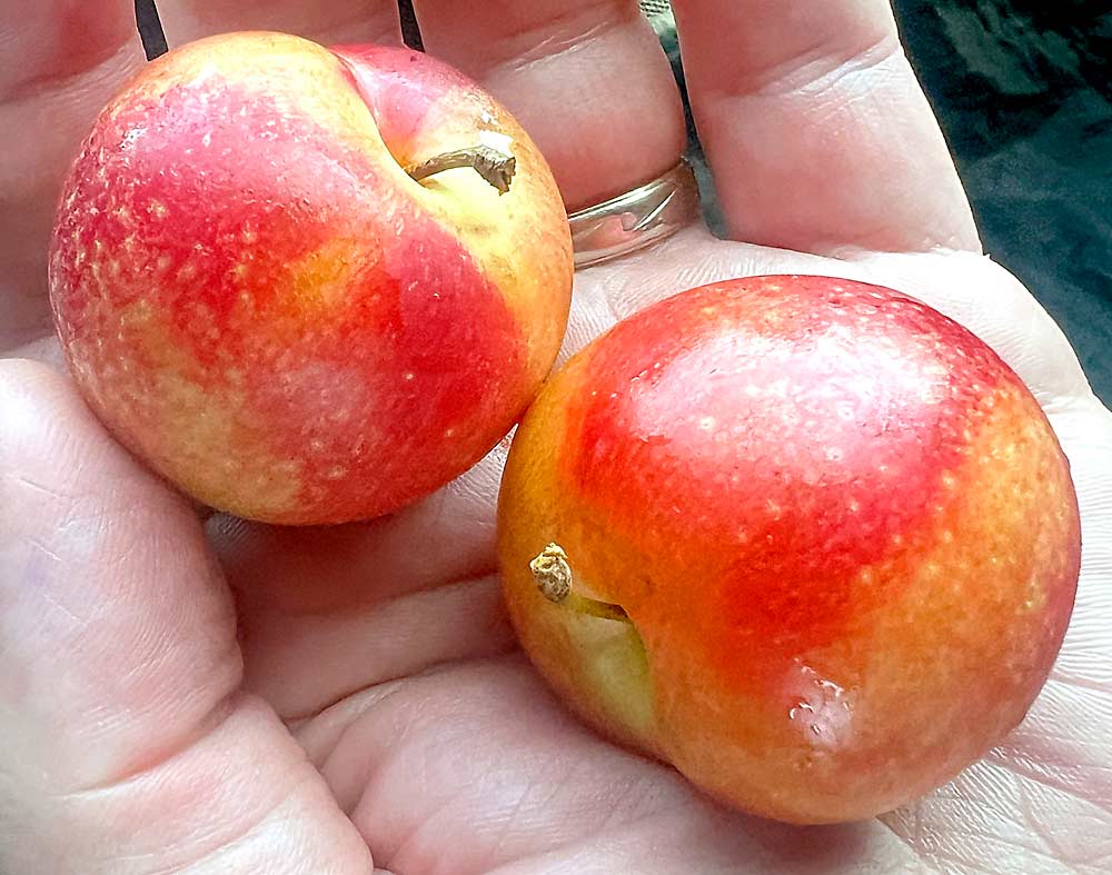 Warmerdam Packing of Hanford, California, has exclusive production rights for the Verry Cherry Plum, a cross between a cherry and plum. (Ross Courtney/Good Fruit Grower)