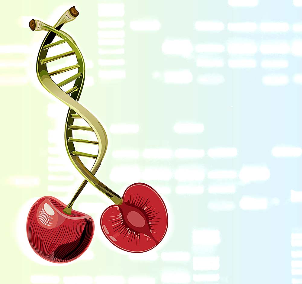 Experts say routine DNA screening can prevent costly intellectual property disputes, but the cherry industry hasn’t built up the resources to make such analysis readily available. (TJ Mullinax/Good Fruit Grower illustration)