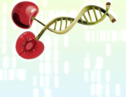 Cherry identification down to the DNA details