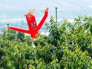 Inflatable bird deterrent in a Yakima, Washington, cherry orchard in 2014. (TJ Mullinax/Good Fruit Grower)