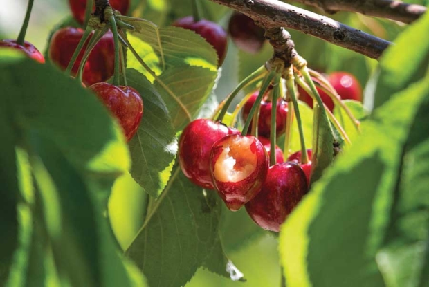 Unfortunately for growers, cherries are often a favorite snack for birds. Researchers are using new findings to help limit damage. <b>(TJ Mullinax/Good Fruit Grower)</b>