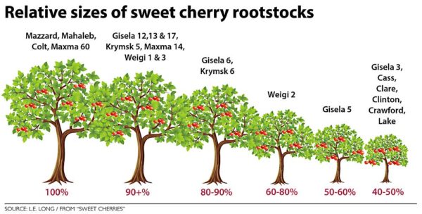 A lot of choices for cherry rootstocks – Good Fruit Grower