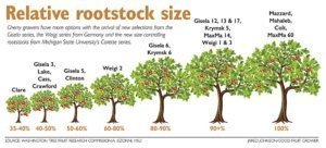 Cherry growers have more options with the arrival of new selections from the Gisela series, the Weigi series from Germany and the new size-controlling rootstocks from Michigan State University's Corette series. (Jared Johnson/Good Fruit Grower Illustration)