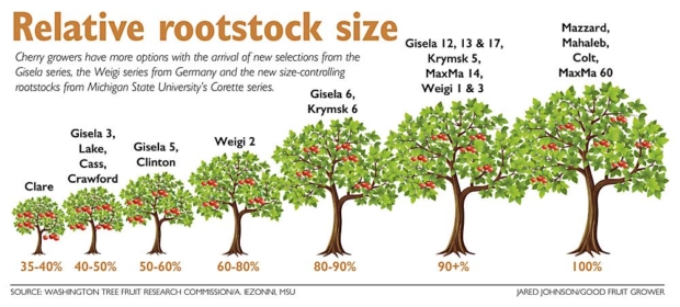 picking-among-the-best-new-cherry-roots-good-fruit-grower