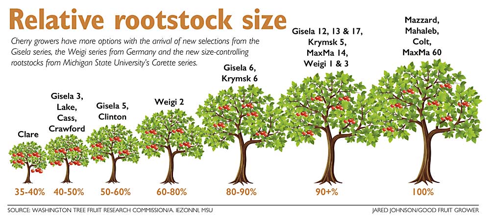Cherry growers have more options with the arrival of new selections from the Gisela series, the Weigi series from Germany and the new size-controlling rootstocks from Michigan State University's Corette series. (Jared Johnson/Good Fruit Grower Illustration)