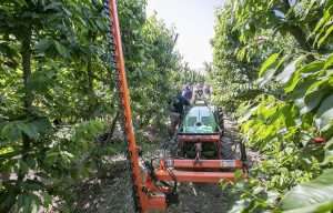Tour-goers check out the sickle blade of a mechanical hedger in June 2025 during the 10th International Cherry Symposium in Pasco, Washington. Some growers mechanically hedge just before harvest to boost fruit quality. (TJ Mullinax/Good Fruit Grower)
