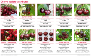 Some Promising Cherry Variety Picks – Good Fruit Grower