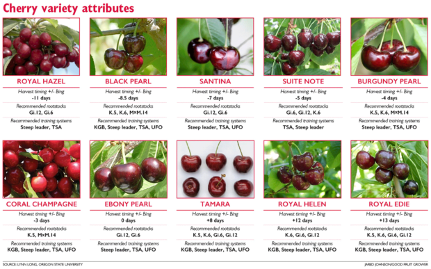 Some promising cherry variety picks – Good Fruit Grower