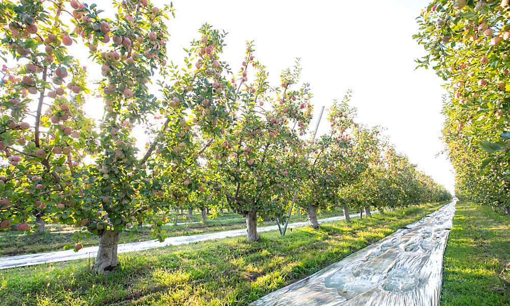 The Chinchiolos employ reflective mulch, sterile insect release, platforms and other progressive practices to boost efficiency and precision, even in their older blocks. (TJ Mullinax/Good Fruit Grower)