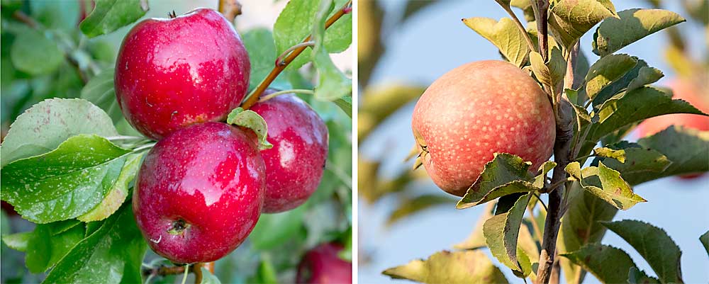 For its U-pick venue, the farm grows boutique dessert varieties such as the Modi, a dark red apple from Italy (left), and the spotted Claygate Pearmain, an English heirloom (right). (TJ Mullinax/Good Fruit Grower)